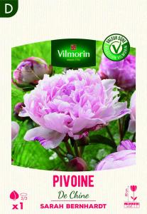 Pivoine De Chine Sarah Bernhardt (x1)